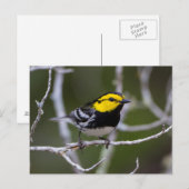Carte Postale Comté de Kinney, Texas. Golden cheeked warbler (Devant / Derrière)