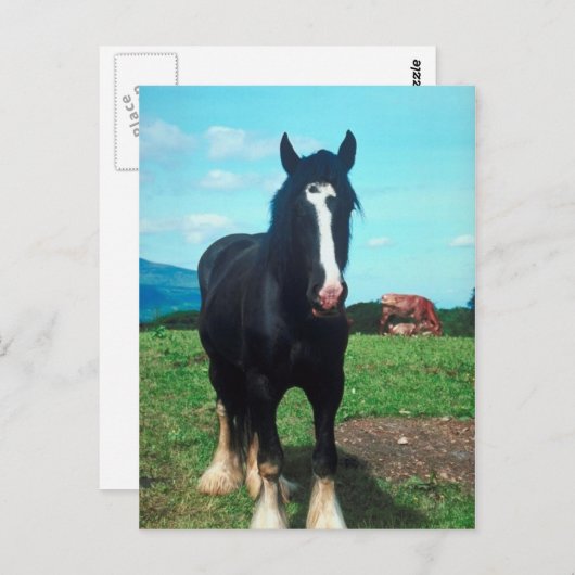 Carte Postale Comté Debout (Devant / Derrière)