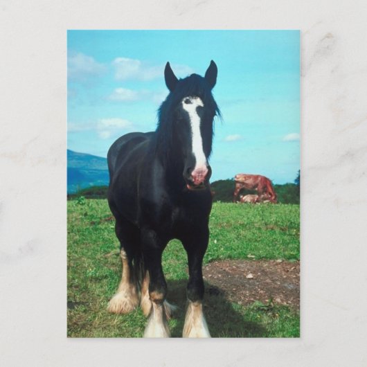 Carte Postale Comté Debout (Devant)