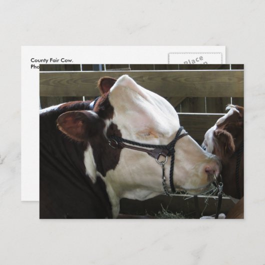Carte Postale Comté Fair Cow (Devant / Derrière)