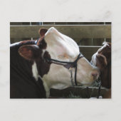 Carte Postale Comté Fair Cow (Devant)