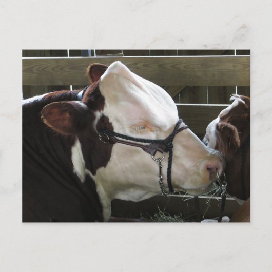 Carte Postale Comté Fair Cow (Devant)