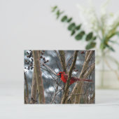 Carte Postale Concentration cardinale masculine (Debout devant)