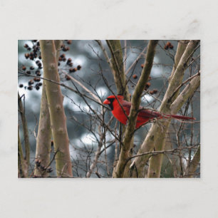 Carte Postale Concentration cardinale masculine