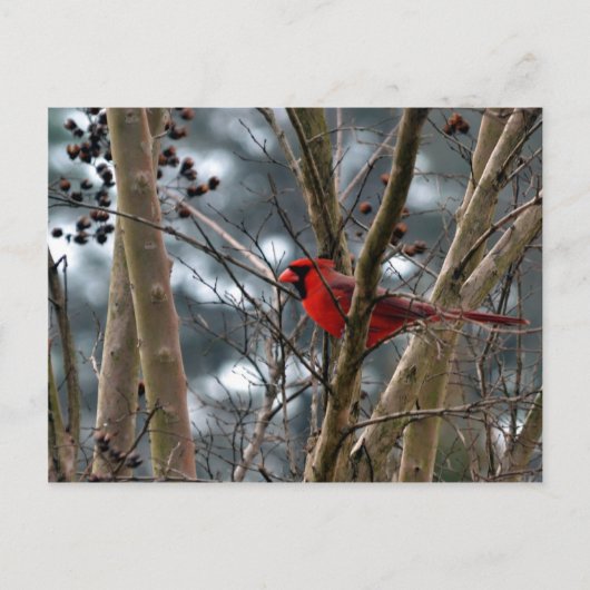 Carte Postale Concentration cardinale masculine (Devant)