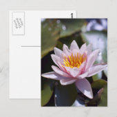 Carte Postale Conception botanique florale de nénuphar tropical (Devant / Derrière)