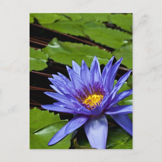 Carte Postale Conception botanique florale de nénuphar tropical (Devant)