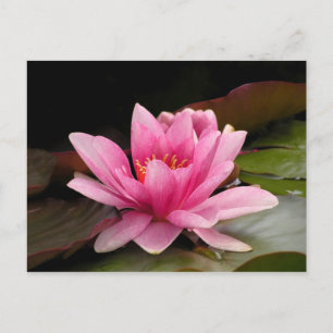 Carte Postale Conception botanique florale de nénuphar tropical