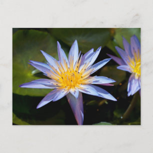 Carte Postale Conception botanique florale de nénuphar tropical