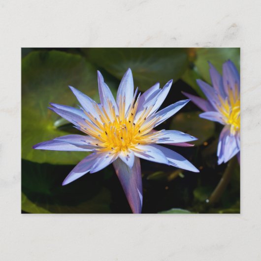 Carte Postale Conception botanique florale de nénuphar tropical (Devant)