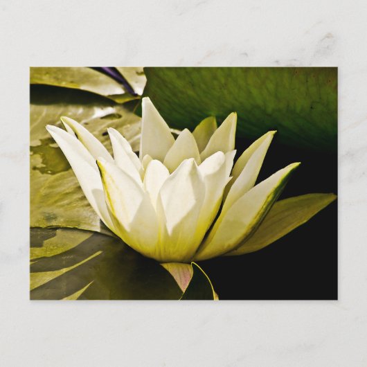 Carte Postale Conception botanique florale de nénuphar tropical (Devant)