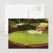 Carte Postale Conception botanique florale de nénuphar tropical (Devant / Derrière)