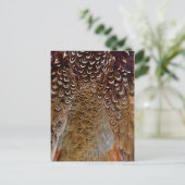 Carte Postale Conception Brown de plumes de faisan (Debout devant)