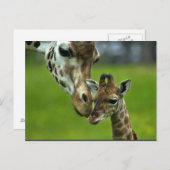 Carte Postale Conception de girafe (Devant / Derrière)