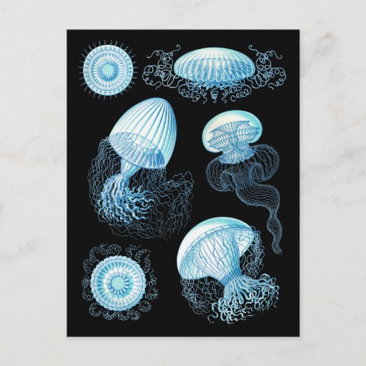 Carte Postale Conception de la méduse Haeckel (Devant)