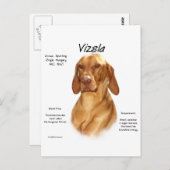 Carte Postale Conception de l'histoire de Vizsla (Devant / Derrière)