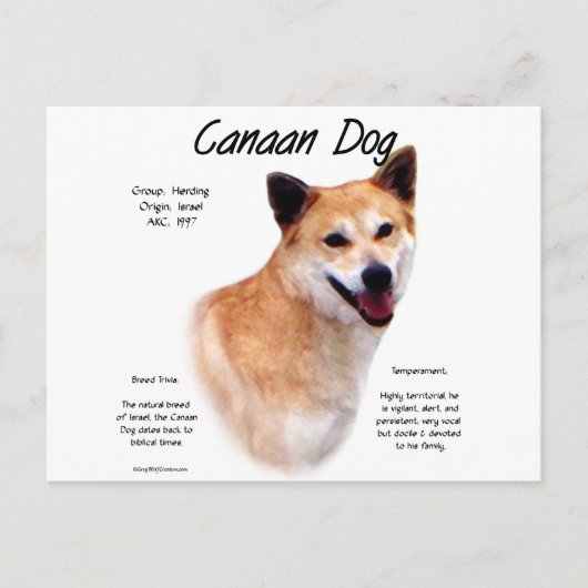 Carte Postale Conception de l'histoire des chiens canadiens (Devant)