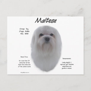 Carte Postale Conception de l'histoire maltaise