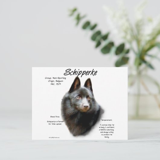 Carte Postale Conception de l'historique de Schipperke (Debout devant)