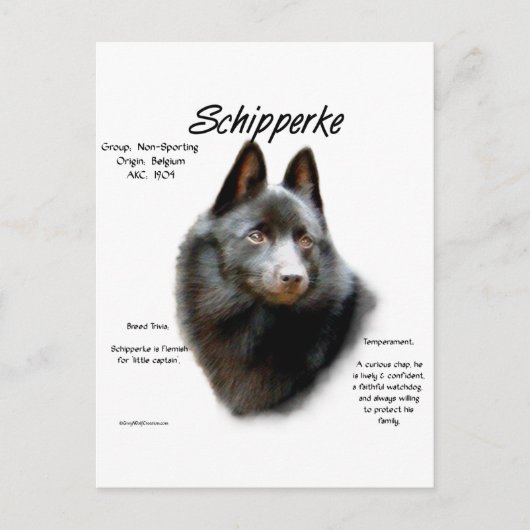 Carte Postale Conception de l'historique de Schipperke (Devant)