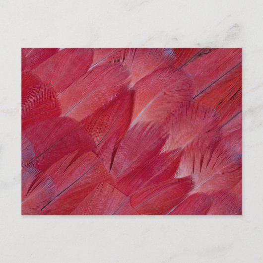 Carte Postale Conception de plume de perroquet gris africain (Devant)