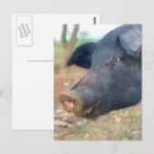 Carte Postale Conception de porcelaine de ferme (Devant / Derrière)