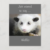 Carte Postale Conception de Possum (Devant)