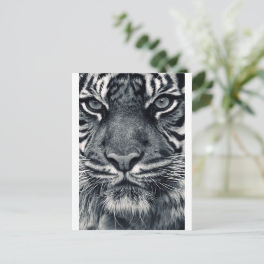 Carte Postale conception de tiger (Debout devant)