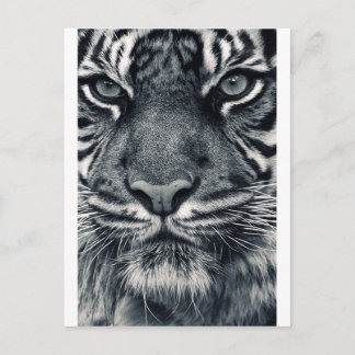 Carte Postale conception de tiger