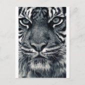 Carte Postale conception de tiger (Devant)