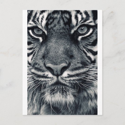 Carte Postale conception de tiger (Devant)