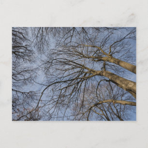 Carte Postale Conception/motif du tronc d'arbre. Pioineer Park, 