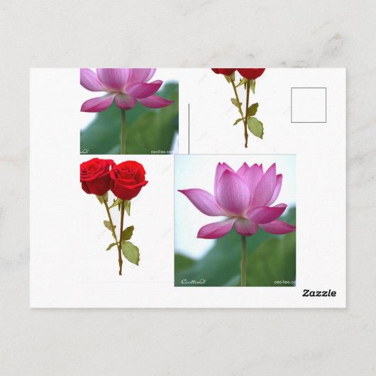 Carte Postale Conception Premium (Dos)