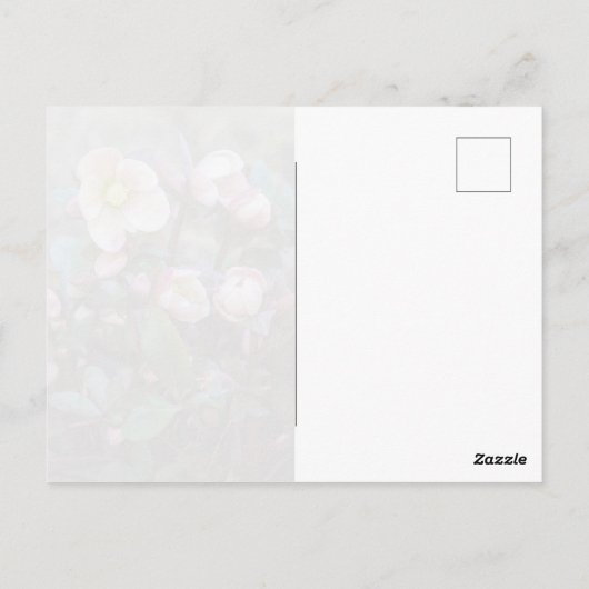 Carte Postale Conception verticale du Rose de lentilles (Dos)