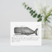 Carte Postale Conception vintage de baleines (Debout devant)