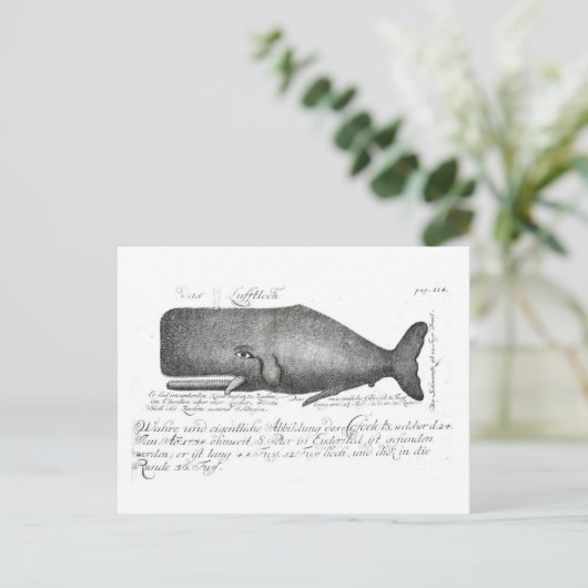 Carte Postale Conception vintage de baleines (Debout devant)