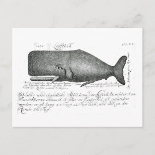Carte Postale Conception vintage de baleines