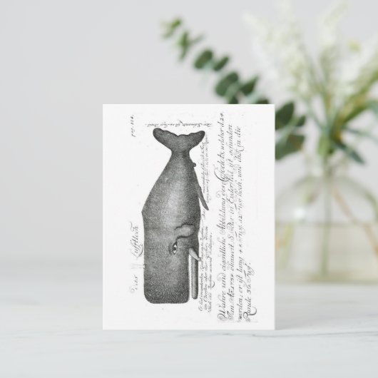 Carte Postale Conception vintage de baleines (Debout devant)