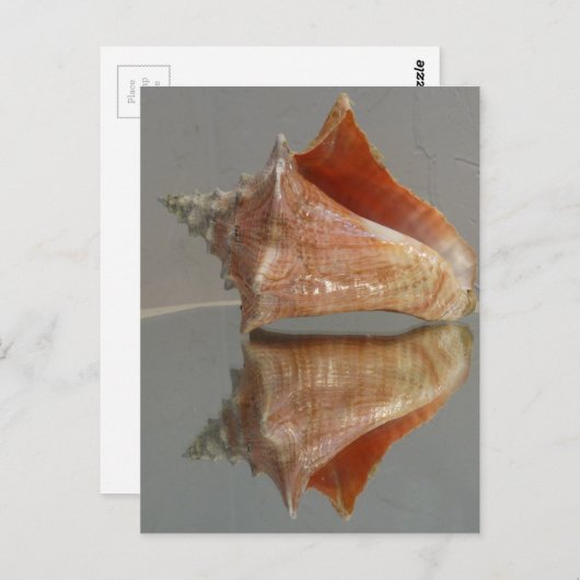 Carte Postale Conch Shell Et Sa Réflexion (Devant / Derrière)