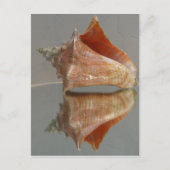 Carte Postale Conch Shell Et Sa Réflexion (Devant)
