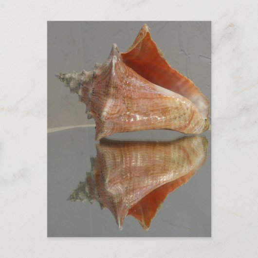 Carte Postale Conch Shell Et Sa Réflexion (Devant)