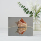 Carte Postale Conch Shell Et Sa Réflexion (Debout devant)