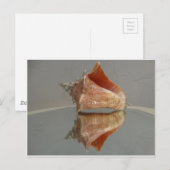 Carte Postale Conch Shell Et Sa Réflexion (Devant / Derrière)