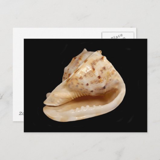 Carte Postale Conch Shell Postcard (Devant / Derrière)