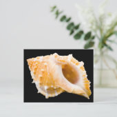 Carte Postale Conche (Debout devant)