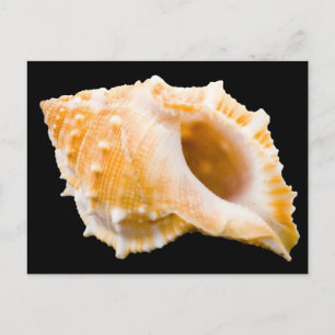 Carte Postale Conche