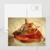 Carte Postale Conche (Devant / Derrière)