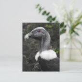 Carte postale Condor (Debout devant)