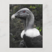 Carte postale Condor (Devant)
