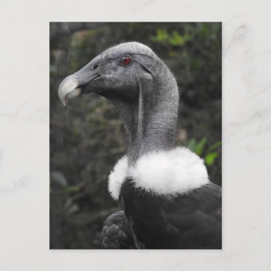 Carte postale Condor (Devant)